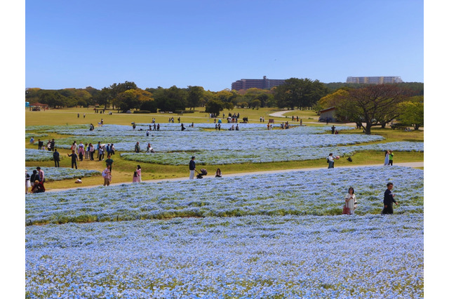 100万本のネモフィラが満開…国営海の中道海浜公園 画像