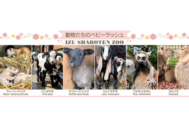 伊豆シャボテン動物公園でベビーラッシュ…カピバラなど 画像