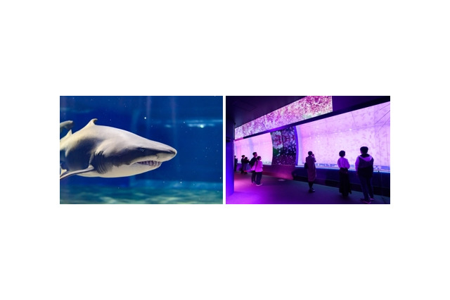 サメの種類日本一、大洗水族館で特別バックヤードツアー6/22 画像