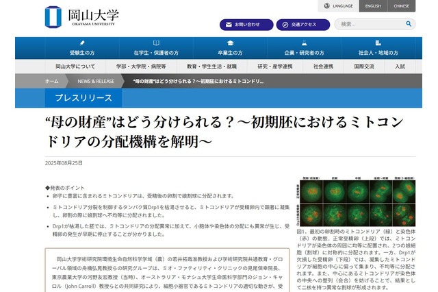 岡山大、ミトコンドリアの分配機構を解明…体外受精の安全性向上へ 画像