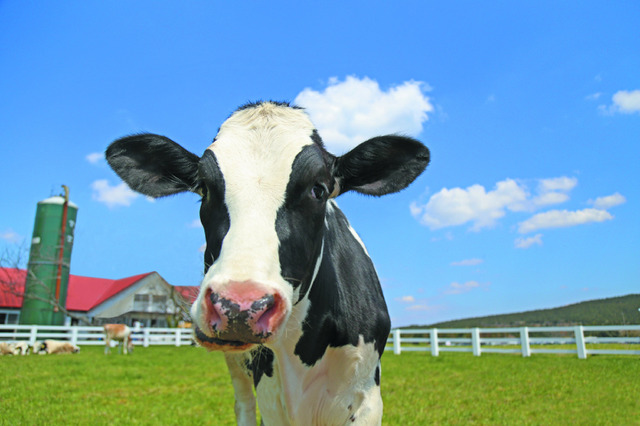 茨城・埼玉県民デー「マザー牧場、子供入場無料など」11/8-16 画像