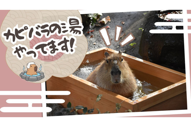 カピバラが温泉でリラックス「群馬サファリパーク」動物福祉も学ぶ 画像