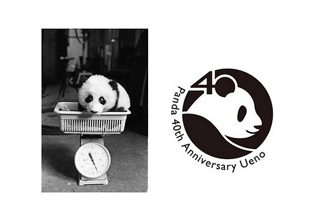 パンダの日の10/28、上野動物園でパンダ来日40周年記念イベント 画像