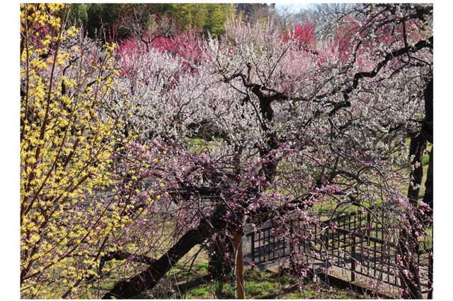 東京都「神代植物公園」梅・椿・桜 開花にあわせた催し、2/10から 画像