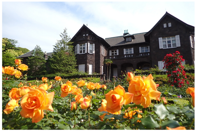 100種200株のバラ咲く「旧古河庭園」春のフェス4/29開幕 画像