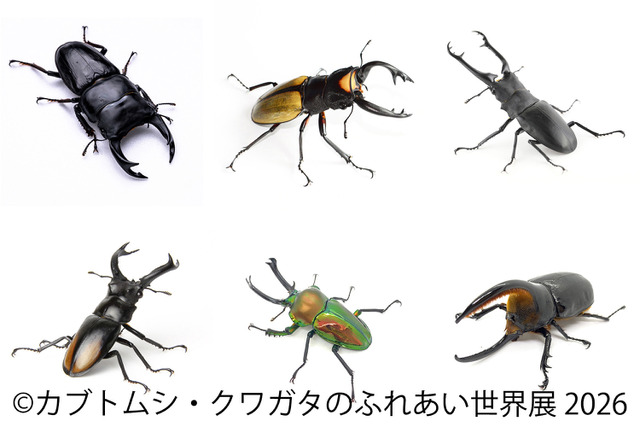 【夏休み2026】「カブトムシ・クワガタのふれあい世界展」浅草橋8/1-16 画像
