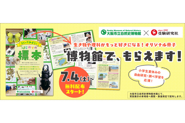 【自由研究2026】植物・貝がら・昆虫の標本づくり冊子を無料配布…大阪市立自然史博物館 画像
