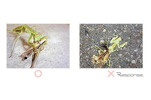 第8回昭和シェル石油環境フォトコンテスト、入賞作品決定 画像