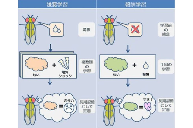 「空腹時には記憶力が上がる」東京都医学総合研究所が発表 画像