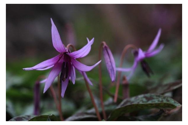 筑波山で薄紫色のカタクリの花めぐり、筑波観光鉄道が4/13に開催 画像