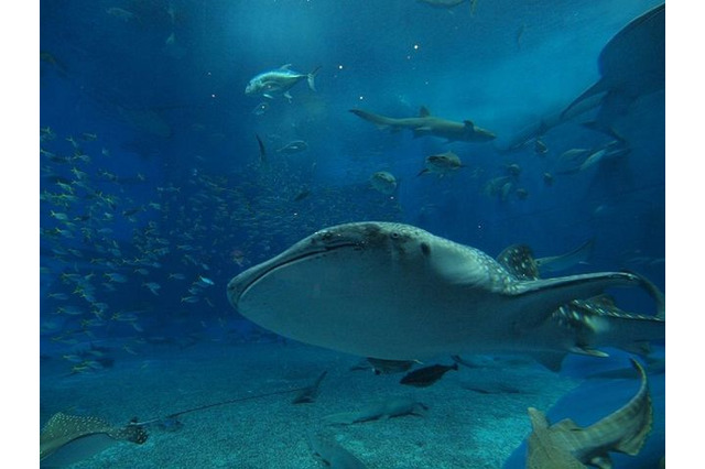 【GW】人気の動物園・水族館ランキング、1位は沖縄美ら海水族館 画像
