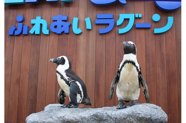 ラゾーナ川崎プラザ、八景島シーパラダイスからペンギンがやって来る…8/3 画像