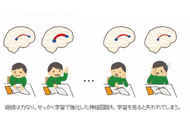 英語学習で右脳拡大、継続すれば脳発達を維持 画像