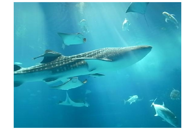 行ってよかった動物園&水族館、4年連続1位は「沖縄美ら海水族館」 画像