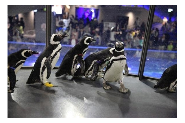 【GW】ペンギンが観覧スペースを自由に行動、すみだ水族館 画像