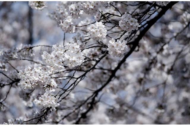 外国人旅行者数が過去最高、4月は前年比33％増 画像