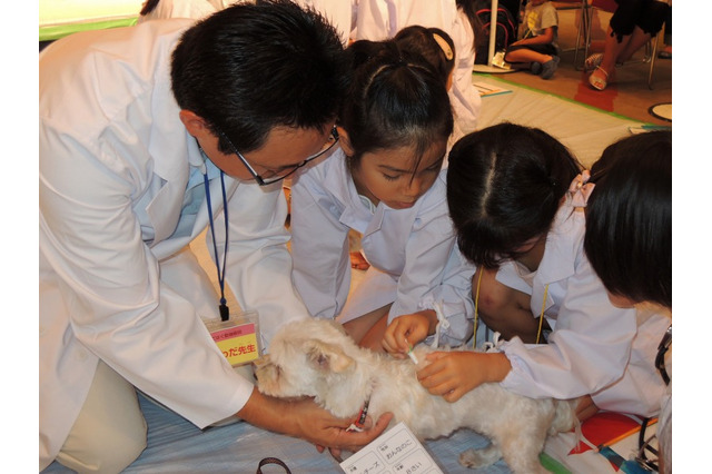 【夏休み】小学生対象、動物のお医者さん体験や介助犬・聴導犬デモ…8/12 画像