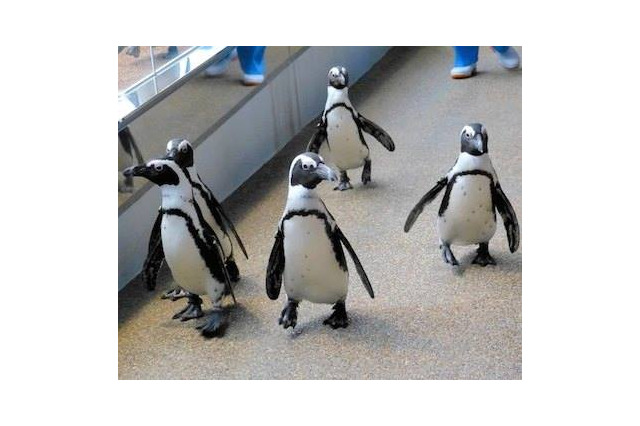ペンギンはスーパー体育会系…ペタペタ歩きに隠された秘密 画像