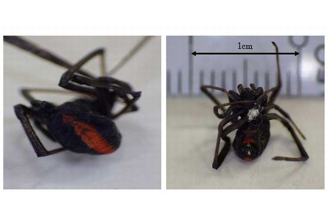 有毒グモ「セアカゴケグモ」を都内で発見、素手で触らないよう注意 画像