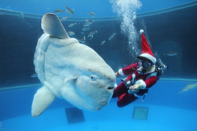 5万尾のイワシが水中にツリーを作り出す、シーパラのXmas 画像