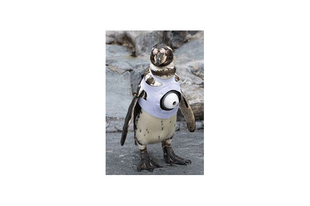 旭山動物園の動物をスマホでライブ視聴、ペンギン目線の世界も 画像