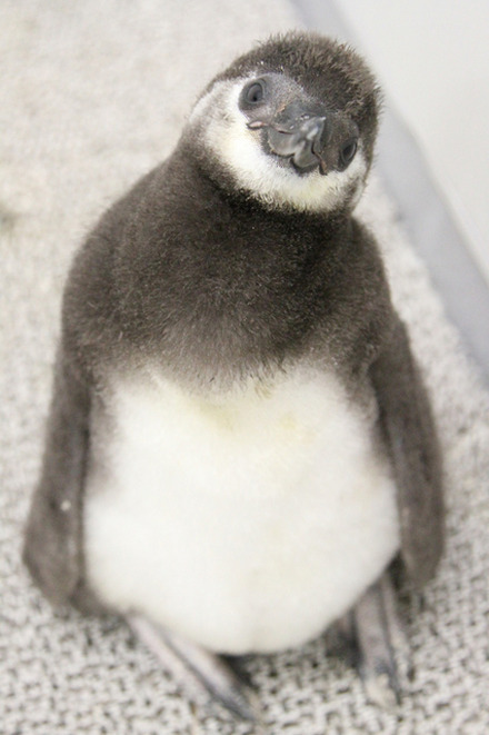 名前は たいこ すみだ水族館の赤ちゃんペンギン15 000通応募から リセマム