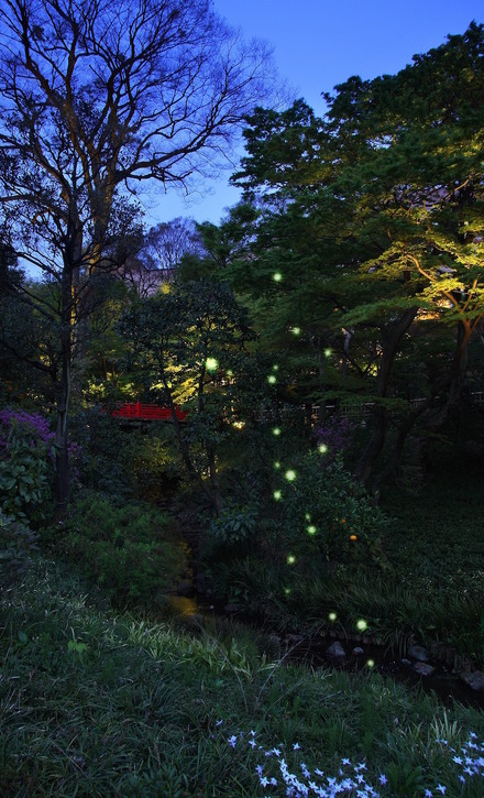 蛍を鑑賞できるホテル椿山荘東京の庭園（イメージ）