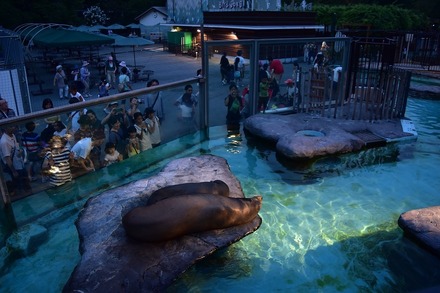 上野動物園「アシカ・アザラシ」 (c) 公益財団法人東京動物園協会