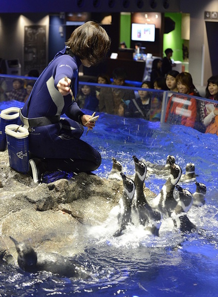 ペンギンの「さあ、ゴハン！」（イメージ）