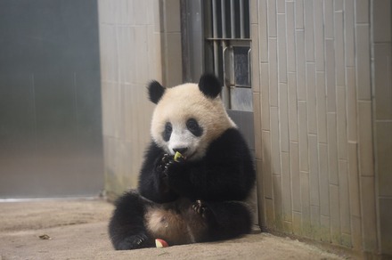 ジャイアントパンダ「シャンシャン」の姿　（公財）東京動物園協会　提供
