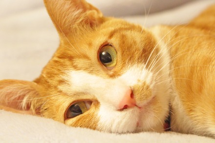 8月8日は「世界猫の日」愛猫の健康や安全・動物愛護を考える(画像はイメージ)
