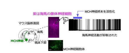 視床下部のMCH神経と海馬における神経活動の抑制