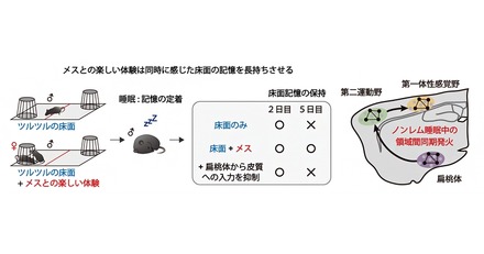 楽しい体験とともに感じた床面の記憶を強化する神経メカニズム