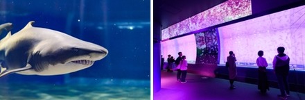 大洗水族館（イメージ）