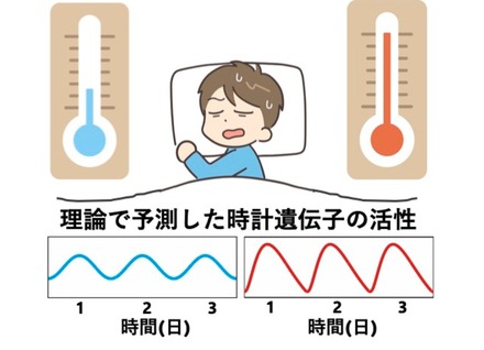 体内時計の仕組み: 高温で遺伝子活性の波形がひずむことで周期を保つという理論とその検証