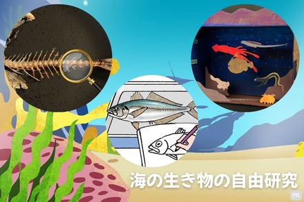 海の生き物の自由研究