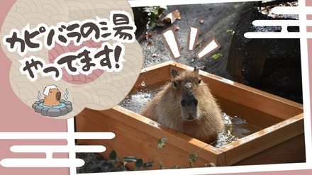 カピバラの湯