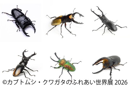 カブトムシ・クワガタのふれあい世界展 2026