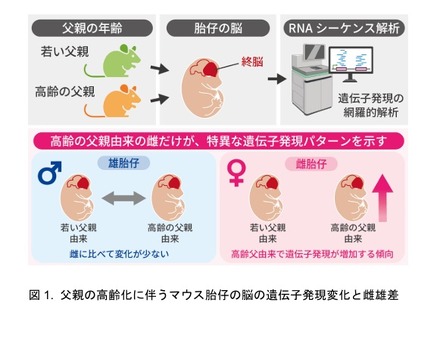 父親の高齢化に伴うマウス胎仔の脳の遺伝子発現変化と雌雄差