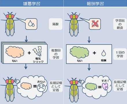 ハエの嫌悪学習と報酬学習