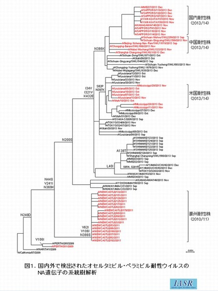 耐性ウイルスのDNA遺伝子の系統樹解析