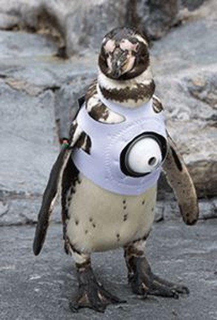 カメラを装着したフンボルトペンギン