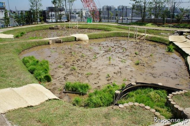 首都高速道路、大橋ジャンクションの換気所屋上に現れた水田で小学生が田植えを体験