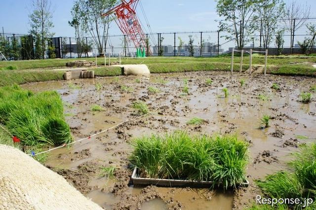 首都高速道路、大橋ジャンクションの換気所屋上に現れた水田で小学生が田植えを体験