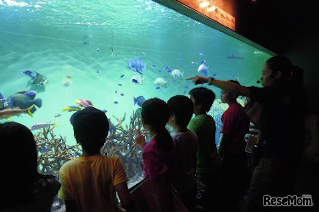 魚の体の形と暮らしに注目（葛西臨海水族園）