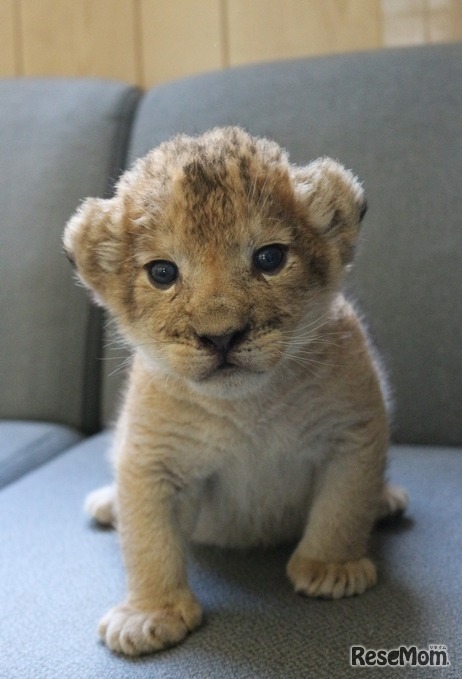 ライオンの赤ちゃん「のぞむ」