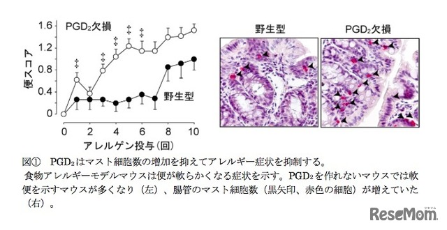 食物アレルギーマウスの便スコア