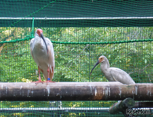 今年生まれたトキ（右）と父親　(c) 公益財団法人東京動物園協会