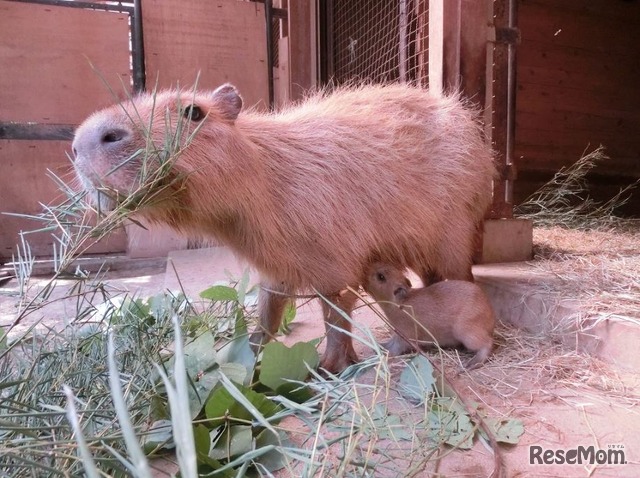 母親と赤ちゃん（10月12日撮影）　(c) 埼玉県こども動物自然公園
