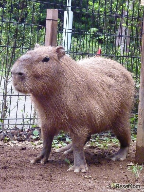 父親「彦馬」　(c) 埼玉県こども動物自然公園